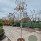 Lagerstroemia indica 180 cm stam 45L 8-10