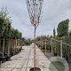 Lagerstroemia indica 200 cm stam container 12-14