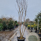 Lagerstroemia indica 300-350 cm cont. 95L