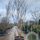 Lagerstroemia indica 400-450 cm cont. 350L meerstammig