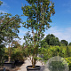 Lagerstroemia indica 500-550 cm container meerstammig