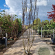 Lagerstroemia i. 'Petite Red' 200-250 cm draadkluit meerstammig 140-160 diameter