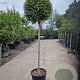 Ligustrum delavayanum 120 cm stam container bol 50-60