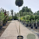 Ligustrum delavayanum 190 cm stam container 16-18