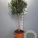 Olea europaea 100 cm C8 stam