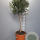 Olea europaea 100 cm C8 stam