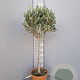 Olea europaea 100 cm C8 stam
