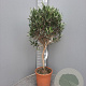 Olea europaea 100 cm C8 stam