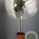 Olea europaea 170 cm 15L stam