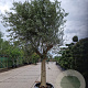 Olea europaea 180 cm stam container 50-60