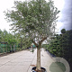Olea europaea 180 cm stam container 50-60
