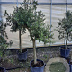 Olea europaea 250 cm stam container 20-25