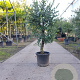Olea europaea 250 cm stam container 20-25