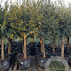 Olea europaea 250 cm stam container 20-25