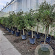 Olea europaea 250 cm stam container 20-25