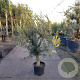 Olea europaea 40 cm container 30-35