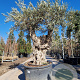 Olea europaea 50 cm container 100-125