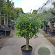 Olea europaea 50 cm container 30-35