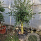 Olea europaea 50 cm container 30-35