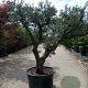 Olea europaea 50 cm container 60-80
