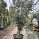 Olea europaea 50 cm container 60-80