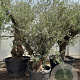 Olea europaea 50 cm container 80-100 solitair