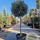 Olea europaea 70 cm container 18-20 BOL 50-60