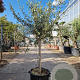 Olea europaea 80 cm stam container 16-18 lei 120x120