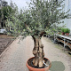 Olea europaea 80 cm stam container 60-80 schaalvorm
