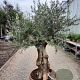 Olea europaea 80 cm stam container 60-80 schaalvorm