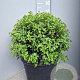 Osmanthus burkwoodii 50 cm container bol