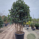 Osmanthus fortunei 175-200 cm container piramide