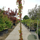 Parthenocissus quinquefolia 300-350 cm 25L