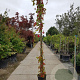 Parthenocissus quinquefolia 300-350 cm 25L