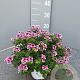 Pelargonium 'Graveolens' P14