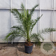 Phoenix canariensis 200-250 cm 50L