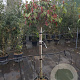 Photinia fraseri 'Red Robin' 100 cm stam container 10-12