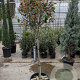 Photinia fraseri 'Red Robin' 100 cm stam container 60-70 bol