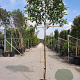 Photinia fraseri 'Red Robin' 180 cm stam container 10-12 hoge lei