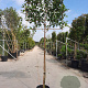 Photinia fraseri 'Red Robin' 180 cm stam container 10-12 hoge lei