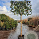 Photinia fraseri 'Red Robin' 180 cm stam container 16-18 lei 180x120