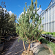 Pinus sylvestris 200-250 cm draadkluit meerstammig 140-160 diameter