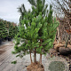 Pinus sylvestris 200-250 cm draadkluit meerstammig 140-160 diameter