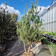 Pinus sylvestris 200-250 cm draadkluit meerstammig 140-160 diameter