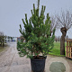 Pinus sylvestris 200-250 cm draadkluit meerstammig 140-160 diameter