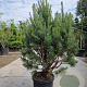 Pinus sylvestris 80-100 cm 2,5L