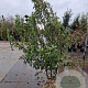 Prunus subh. 'Autumnalis' 200-250 cm draadkluit meerstammig 140-160 diameter