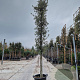 Quercus ilex 100 cm stam container 16-18