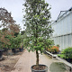 Quercus ilex 100 cm stam container 25-30