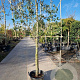 Quercus ilex 120 cm stam container 20-25